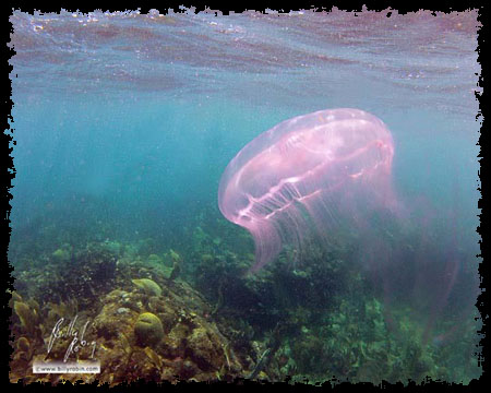 Jellyfish