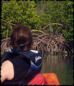 Mangrove heron