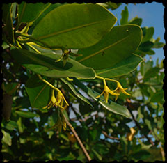 Mangrove leaves and flowers