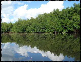 Mangrove lagoon