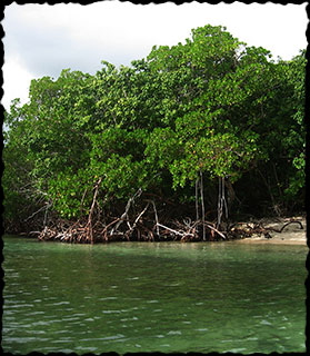 Red Mangrove