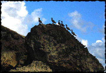 Birds on rock