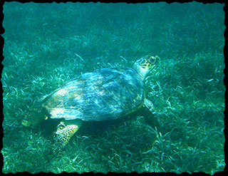 Sea turtle