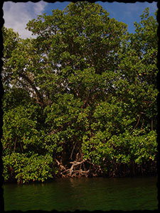 Tall mangroves