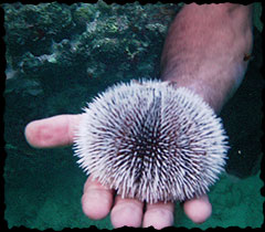 Sea Urchin