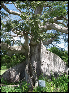 Ceiba Tree