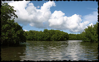 Mangrove lagoon