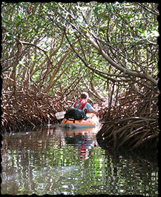 Mangrove forest kayak