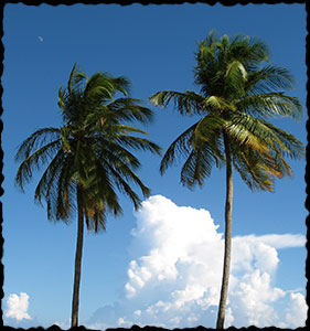 Coconut palms