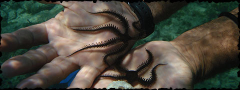 Brittle Stars