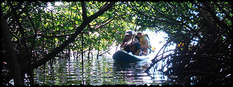 Mangrove tunnels