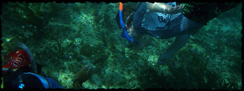 Snorkeling with a guide